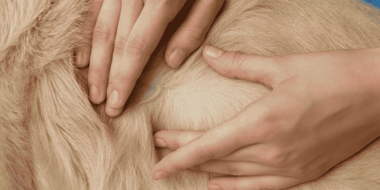 Tick Skin Infections